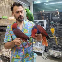 بورس طوطی اکلکتوس دستی سخنگو جوجه و بالغ|پرنده|تهران, دردشت|دیوار