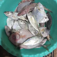 ماهی تازه