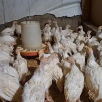 فروش ۱۰۰ عدد جوجه بوقلمون بیوتی ۶