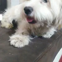 فروشی|سگ|همدان, |دیوار