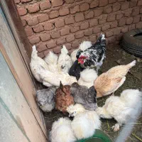 مرغ و خروس پشمی