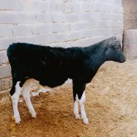 دو عدد گوساله ماده بفروش میرسد