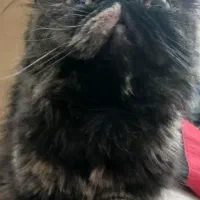 سوپرفلت ماده اساله|گربه|اردبیل, |دیوار