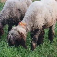 شیشک ماده  روزگاری