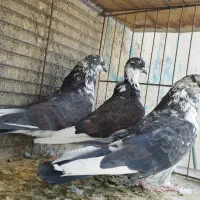 ستا قاره یک جفت کله دار گرگی|پرنده|هشتگرد, شهرک ریحانه|دیوار