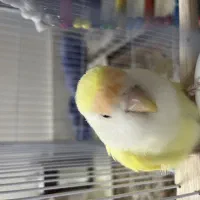 کوتوله برزیلی|پرنده|مشهد, انقلاب|دیوار