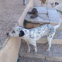 سگ دنبلانی|سگ|گلی داغ, |دیوار