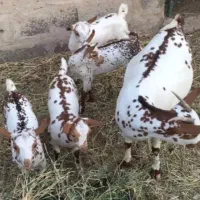 فروش بز صلاله با چهار بزغاله