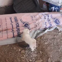 فروش 3 عدد توله سگ نژاد شیتزو|سگ|گلبهار, شهر جدید گلبهار|دیوار