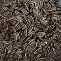 فروش انواع تخمه