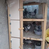 قفس کبوتر