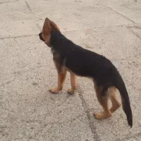 سگ ژرمن|سگ|اردبیل, |دیوار