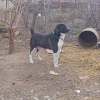 الابای دوساله نر|سگ|علی‌آباد کتول, |دیوار