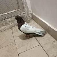 پرنده کبوتر