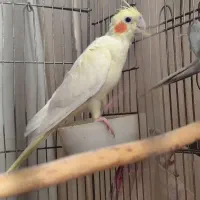 طوطی عروس هلندی ۱جفت|پرنده|قرچک, شهرک طلائیه|دیوار