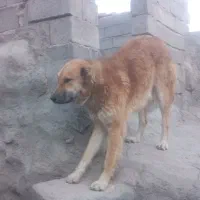 سگ رمه ای|سگ|درمیان, |دیوار