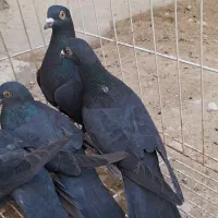 فروش 4عدد پلاکی سیاه در بندر دیر|پرنده|بندر دیر, |دیوار