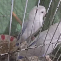 کوتوله|پرنده|مشهد, شهید قربانی|دیوار