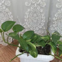 گل زیبا|گل و گیاه طبیعی|نیشابور, گنبد سبز|دیوار