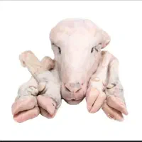 کله پاچه تمیز میشه با روش سنتی