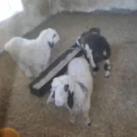 سه عدد بره چاق کشتاری در ایذه