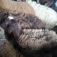 بره نر و ماده سبک