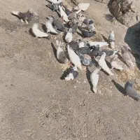 پرنده|پرنده|لوداب, |دیوار