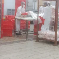 بیخس کار شینسل زن حرفه ای