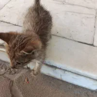 یه بچه گربه بی مادر