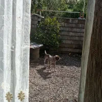 فروش توله یامعافظه