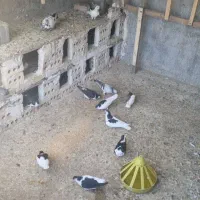 معاوضه کفتر با مرغ وخروس