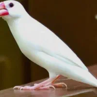 فنچ نرگسی نر آماد جفت