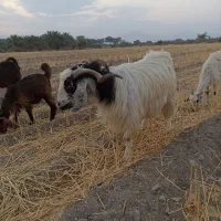 ۱۵ تا کهره نر بزرگ فاریاب