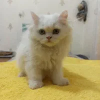 گربه پرشین عروسکی|گربه|کرج, گوهردشت|دیوار