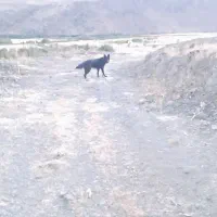 سگ ژرمن|سگ|دینور, |دیوار