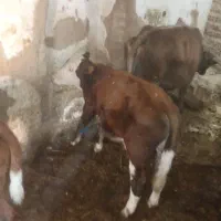 گوساله نر سیمینتال|حیوانات مزرعه|باوله, |دیوار