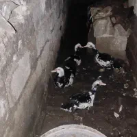 اردک خارجی ۲ عدد نر ۲ عدد ماده