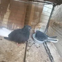 کبوتر