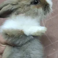 خرگوش|موش و خرگوش|اصفهان, شهرک قدس|دیوار