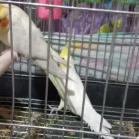 جفت عروس هلندی لوتینو|پرنده|امیدیه, |دیوار