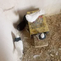 کبوتر زاغ کبوتر تهرونی کبوتر طوقی|پرنده|شهرضا, |دیوار