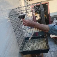 یک عدد مینا|پرنده|رباط‌کریم, رباط‌کریم|دیوار