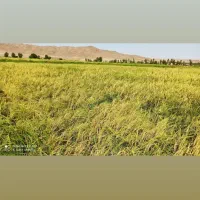 برنج هاشمی درجه یک دره رود قره‌داغ باعطروطعم