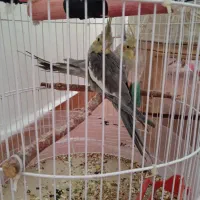 عروس هلندی|پرنده|گرمی, |دیوار