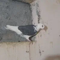 سه عدد ماده|پرنده|کرمان, |دیوار