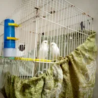 یک جفت غوغاز و یک جفت مرغ عشق چشم قرمز