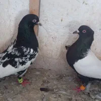 کفتر صید پرشی کله و سینه