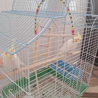 عروس هلندی لوتینو