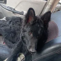 توله ژرمن بلک