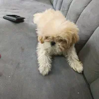 سگ عروسکی سایز کوچیک|سگ|سنندج, |دیوار